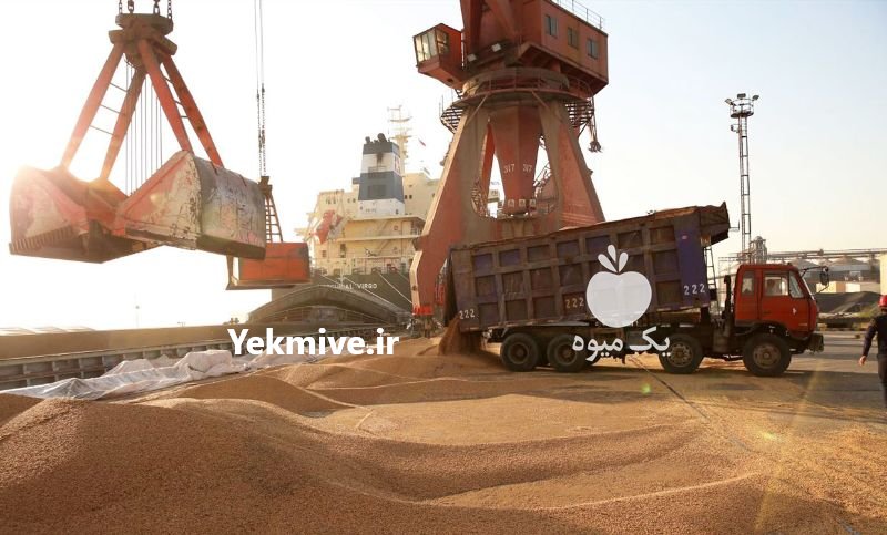 خرید یونجه و کاه در اصفهان در گروه خوراک دام و طیور - پرواری شیری علوفه یونجه در یکمیوه -عکس3