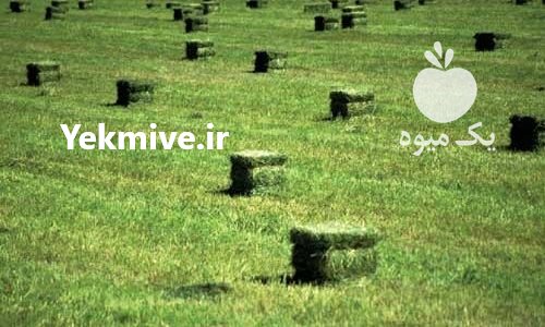 خرید یونجه و کاه در اصفهان در گروه خوراک دام و طیور - پرواری شیری علوفه یونجه در یکمیوه -عکس4