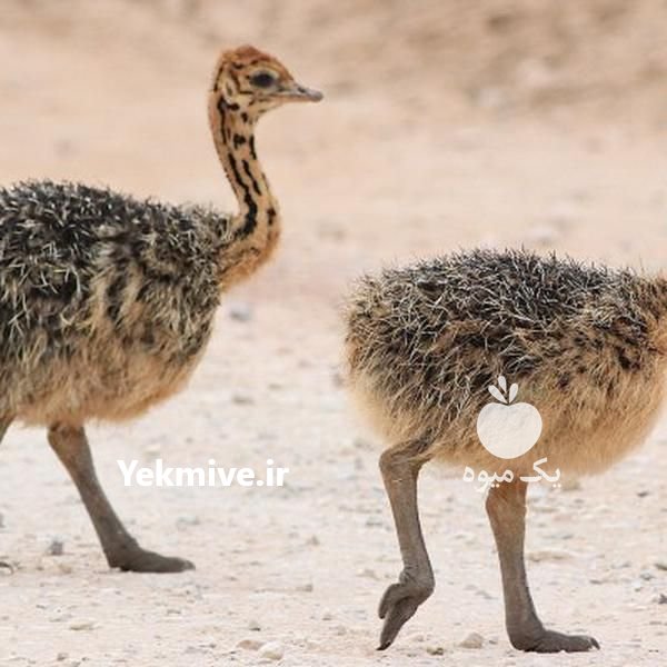 مشاوره رایگان پرورش شترمرغ در اصفهان در گروه مشاوره دام و طیور - دامداری دامپزشکی دام شبانه روزی حیوانات در یکمیوه -عکس2