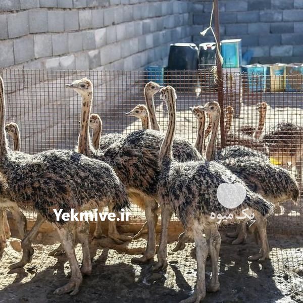 مشاوره رایگان پرورش شترمرغ در اصفهان در گروه مشاوره دام و طیور - دامداری دامپزشکی دام شبانه روزی حیوانات در یکمیوه -عکس3