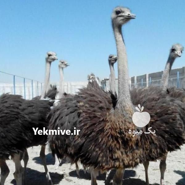 دوره خصوصی آموزش پرورش شترمرغ در اصفهان در گروه مرغ و خروس و بوقلمون و اردک قو قاز در یکمیوه -عکس2