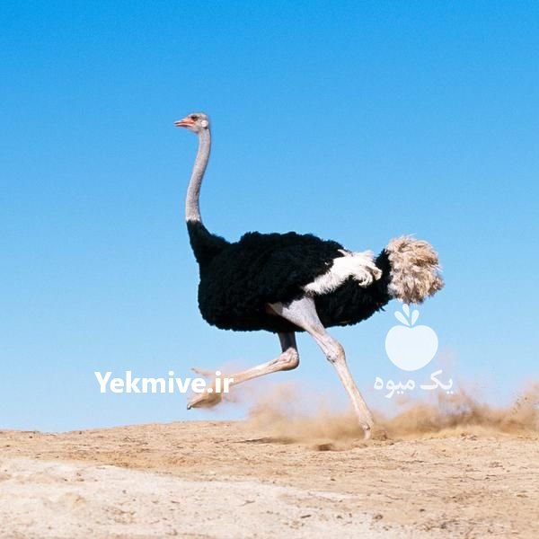 دوره خصوصی آموزش پرورش شترمرغ در اصفهان در گروه مرغ و خروس و بوقلمون و اردک قو قاز در یکمیوه -عکس1