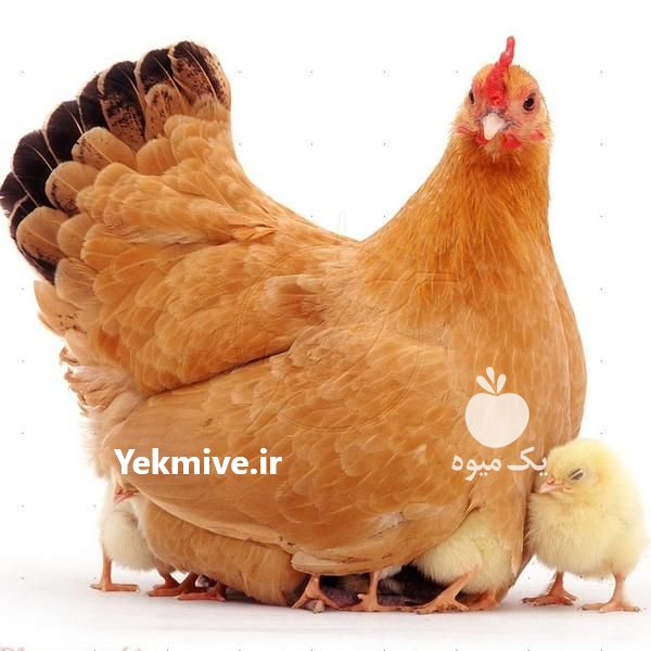 فروش بلدرچین ،  مرغ ،  اردک ، غاز در اصفهان در گروه مرغ و خروس و بوقلمون و اردک قو قاز در یکمیوه -عکس1