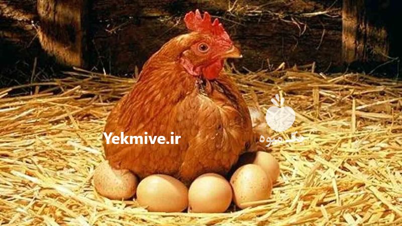 فروش مرغ بومی و صنعتی در اصفهان در گروه مرغ و خروس و بوقلمون و اردک قو قاز در یکمیوه -عکس2