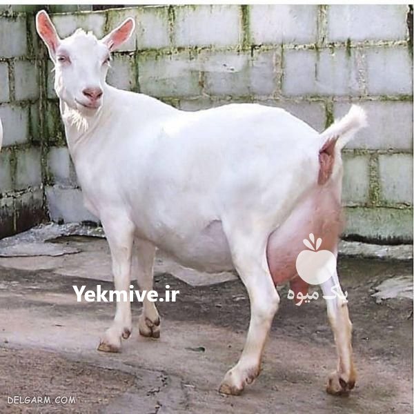 فروش بز سانن اصیل فرانسوی در اصفهان در گروه گاو و گوسفند و میش و بز کهره گوساله سمینتال در یکمیوه -عکس1