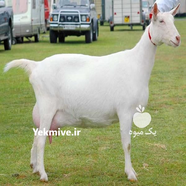 فروش بز سانن اصیل فرانسوی در اصفهان در گروه گاو و گوسفند و میش و بز کهره گوساله سمینتال در یکمیوه -عکس2