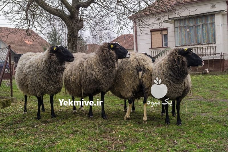 فروش گوسفند رومانوف فرانسه در اصفهان در گروه گاو و گوسفند و میش و بز کهره گوساله سمینتال در یکمیوه -عکس2