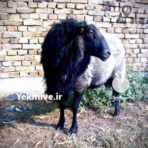 فروش گوسفند رومانوف فرانسه در اصفهان در گروه گاو و گوسفند و میش و بز کهره گوساله سمینتال در یکمیوه -عکس3