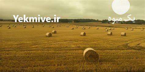 فروش انواع علوفه کشاورزی در همدان در گروه خوراک دام و طیور - پرواری شیری علوفه یونجه در یکمیوه -عکس1