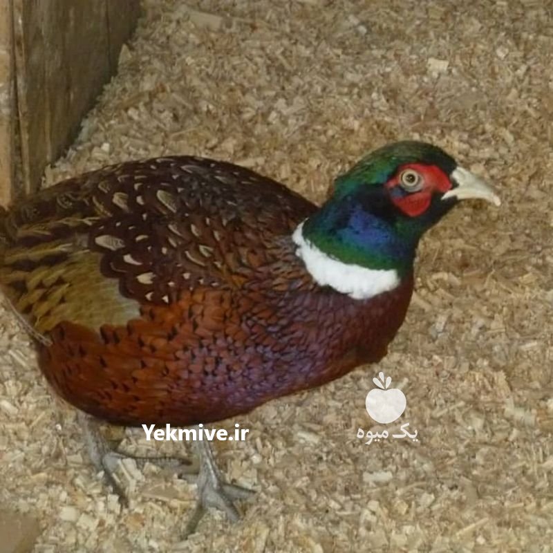 قرقاول امریکایی در لاهیجان در گروه انواع پرنده - زینتی عروس هما مینا طوطی مرغ عشق در یکمیوه -عکس1
