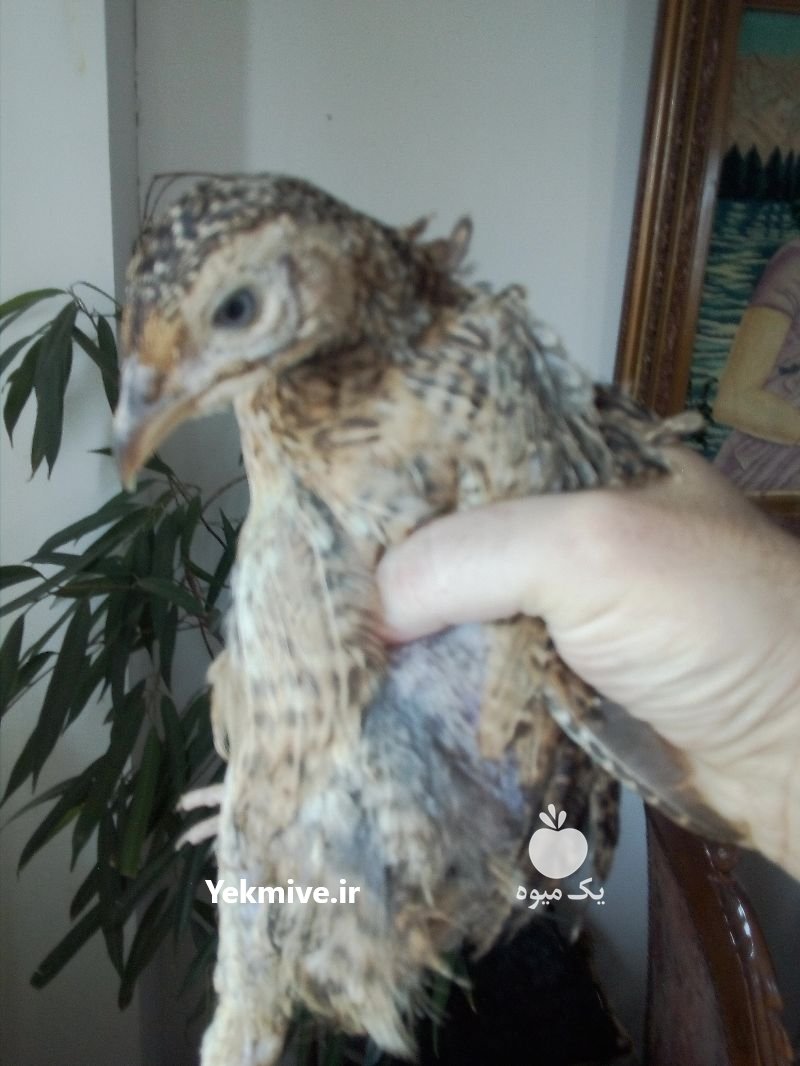 قرقاول امریکایی در لاهیجان در گروه انواع پرنده - زینتی عروس هما مینا طوطی مرغ عشق در یکمیوه -عکس2