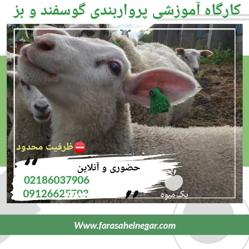 دوره آموزشی پرورش گوسفند پرواری در تهران در گروه دام سبک - خرید و فروش عمده جزیی در یکمیوه -عکس1