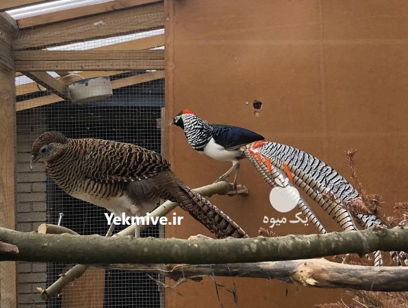 دوره آموزشی پرورش قرقاول در تهران در گروه انواع پرنده - زینتی عروس هما مینا طوطی مرغ عشق در یکمیوه -عکس2