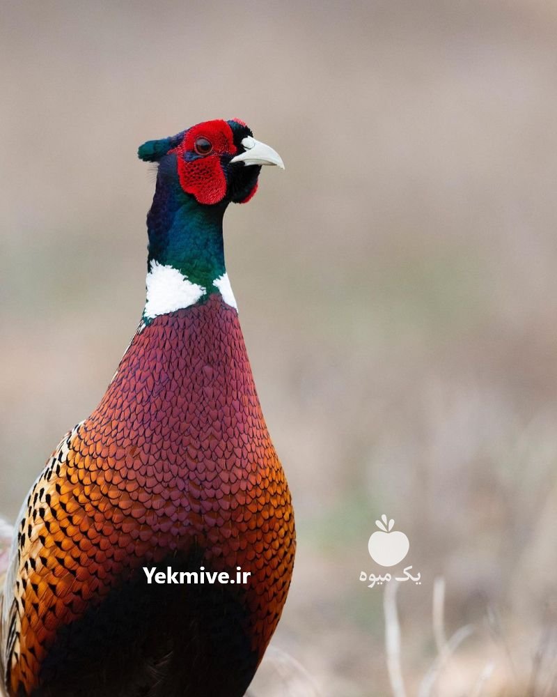 دوره آموزشی پرورش قرقاول در تهران در گروه انواع پرنده - زینتی عروس هما مینا طوطی مرغ عشق در یکمیوه -عکس3