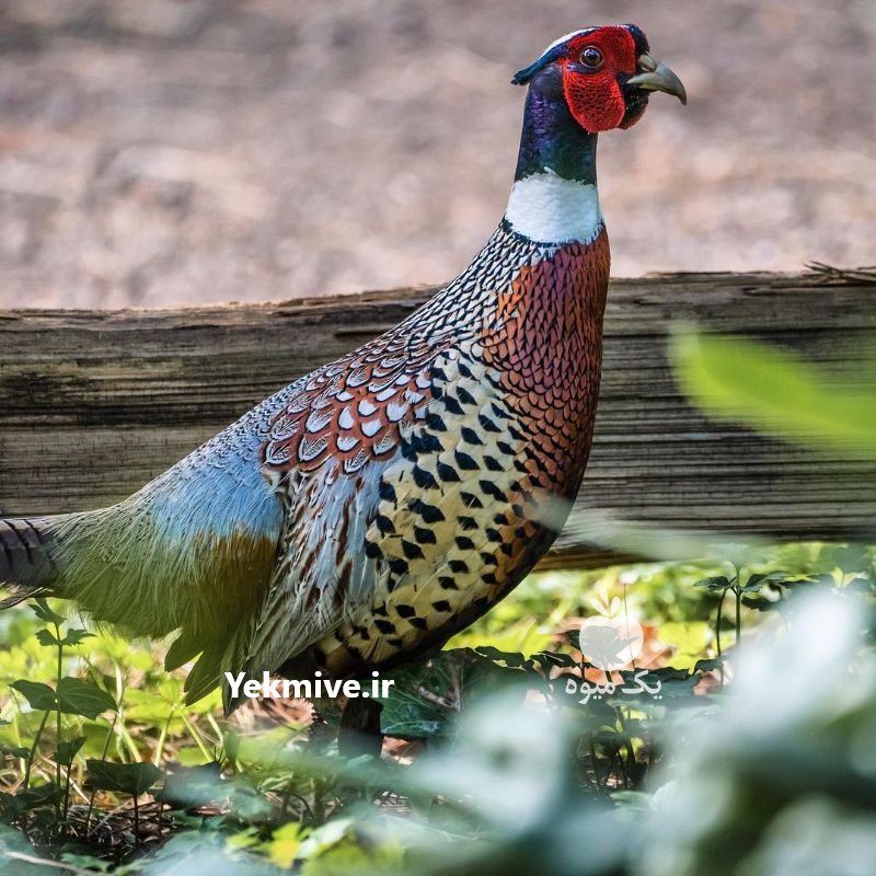 دوره آموزشی پرورش قرقاول در تهران در گروه انواع پرنده - زینتی عروس هما مینا طوطی مرغ عشق در یکمیوه -عکس4