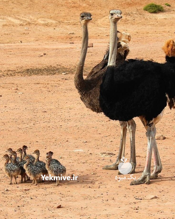 دوره آموزشی پرورش شترمرغ در تهران در گروه انواع پرنده - زینتی عروس هما مینا طوطی مرغ عشق در یکمیوه -عکس1