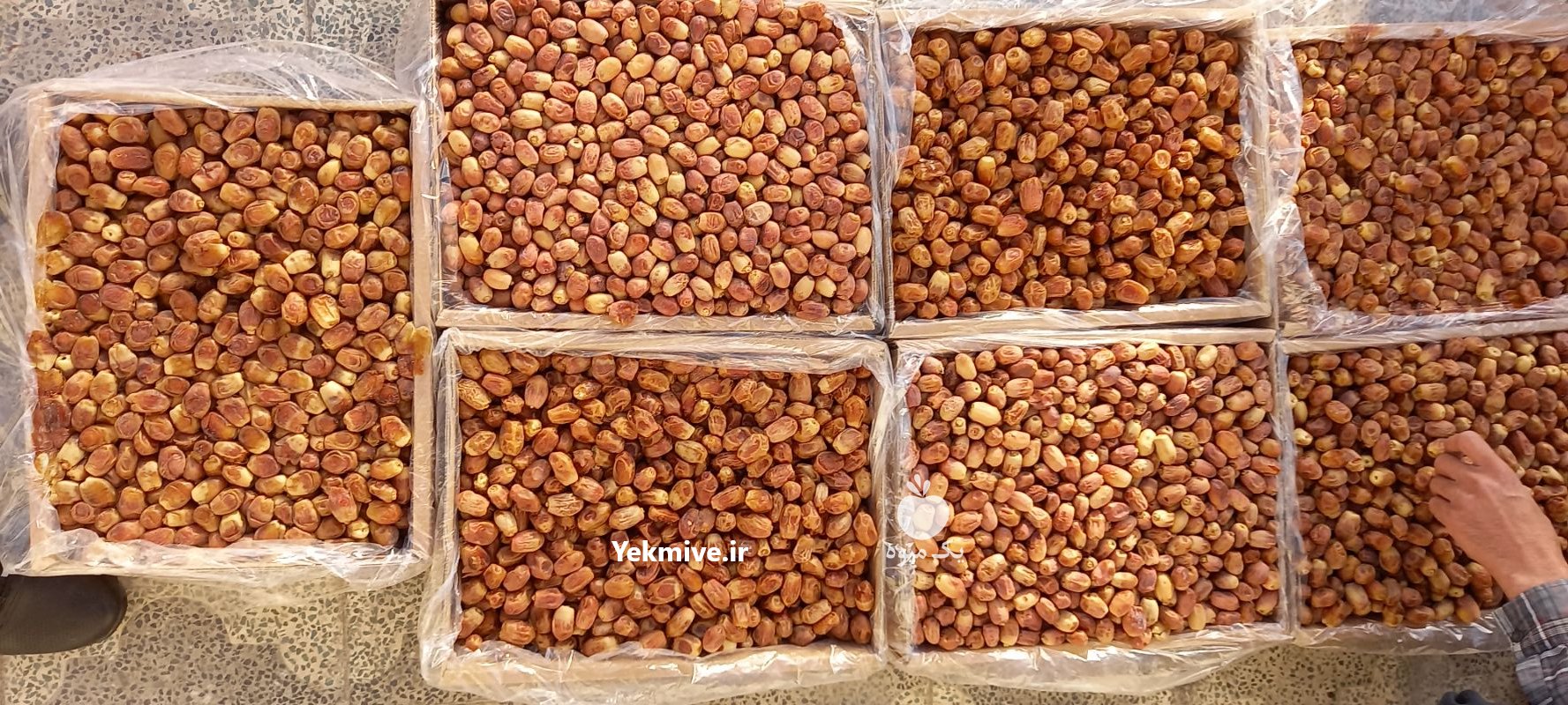 فروش خرما زاهدی درجه یک ایران در اردکان در گروه خرید فروش عمده خرما - کبکاب تازه زاهدی خشک خارک در یکمیوه -عکس1