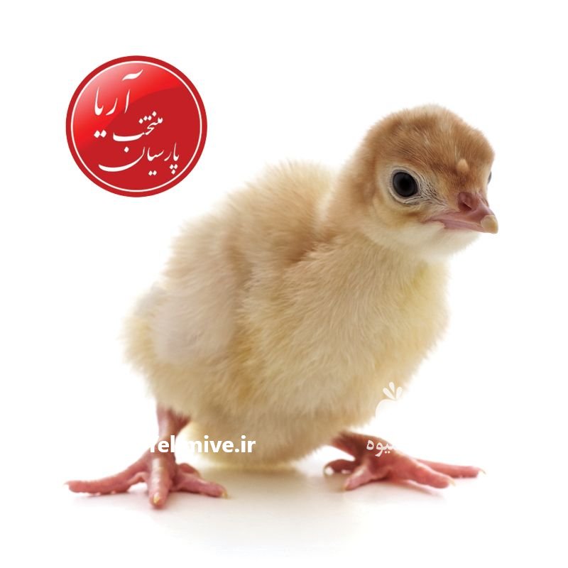 فروش بوقلمون بیوتی در اصفهان در گروه مرغ و خروس و بوقلمون و اردک قو قاز در یکمیوه -عکس2