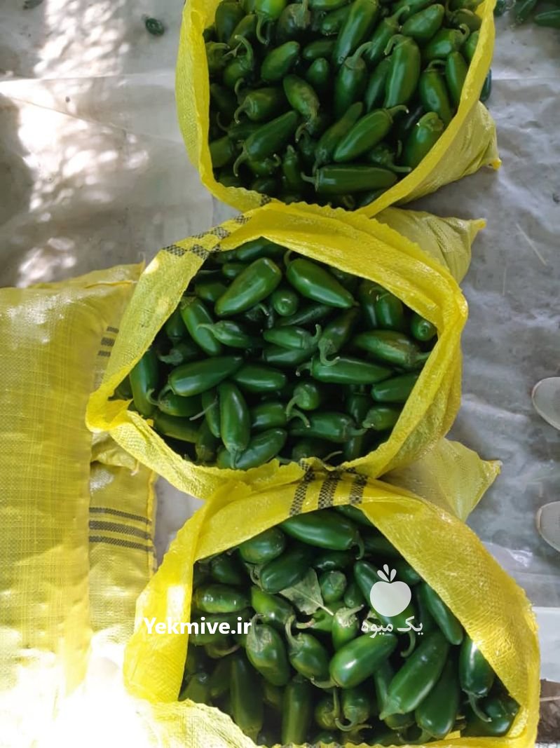 فروش فلفل هالوپینو سبز و قرمز در ورامین در گروه خرید فروش عمده فلفل - دلمه سبز رنگی پاریریکا هالوپینو کاین در یکمیوه -عکس2