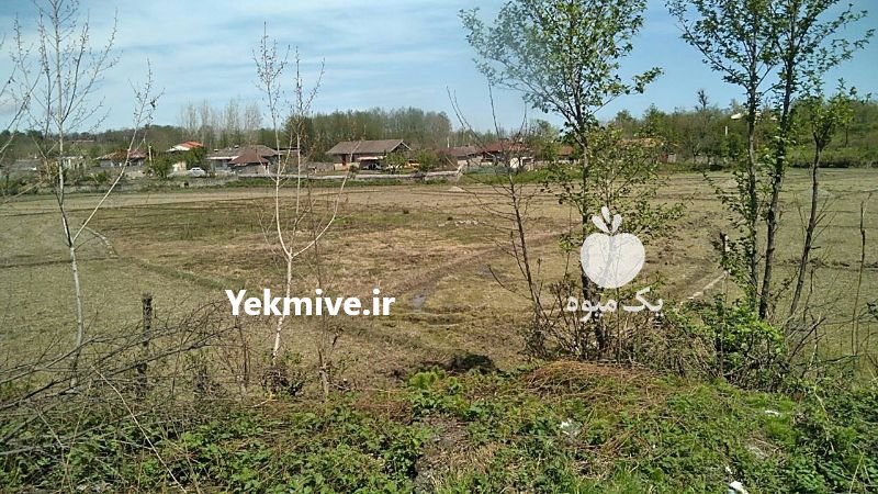 زمین 1900 متر اسالم در گیلان در گروه فروش ملک و زمین - ده روستا شهرستان کشاورز کشاورزی در یکمیوه -عکس1
