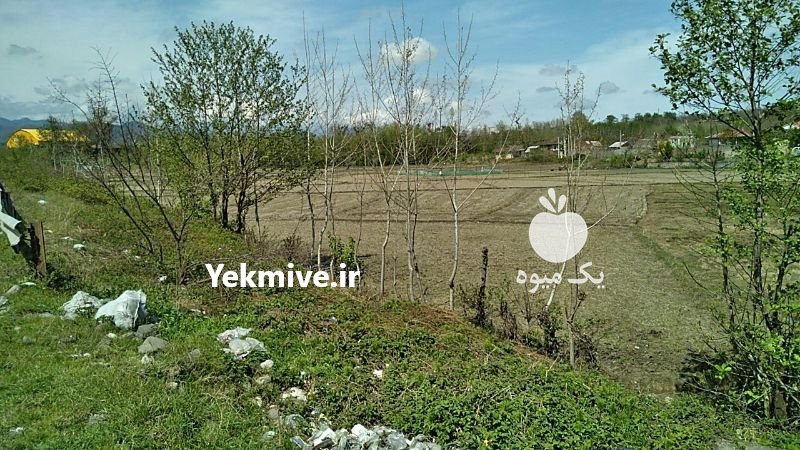 زمین 1900 متر اسالم در گیلان در گروه فروش ملک و زمین - ده روستا شهرستان کشاورز کشاورزی در یکمیوه -عکس2