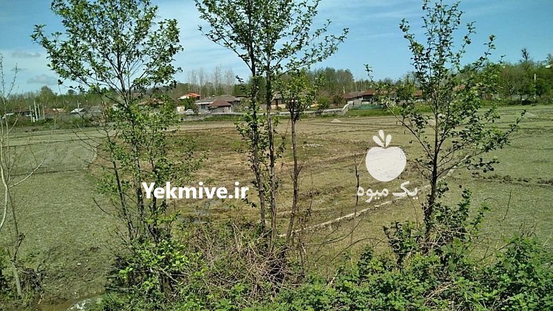 زمین 1900 متر اسالم در گیلان در گروه فروش ملک و زمین - ده روستا شهرستان کشاورز کشاورزی در یکمیوه -عکس3