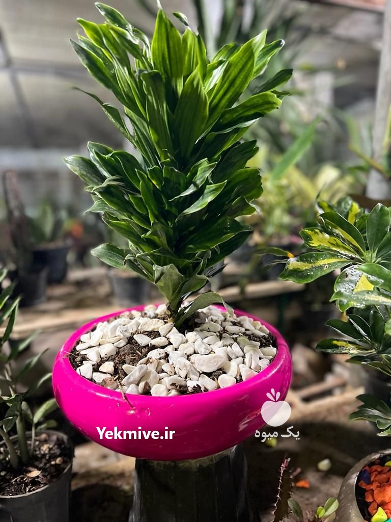 باغ گل بهشت تهران در گروه خرید فروش عمده انواع گل - پروش قاشقی موسی ساکولنت بن سای در یکمیوه -عکس1