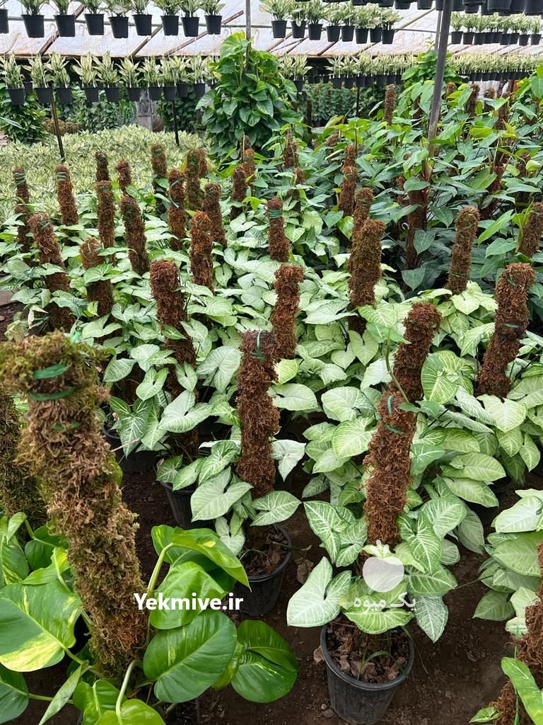 باغ گل بهشت تهران در گروه خرید فروش عمده انواع گل - پروش قاشقی موسی ساکولنت بن سای در یکمیوه -عکس3