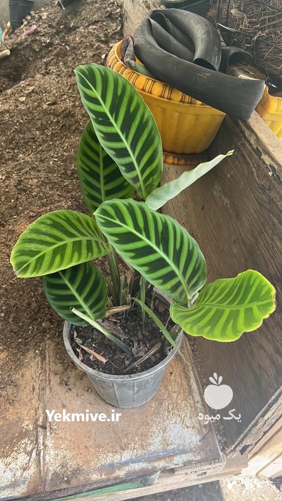 باغ گل بهشت تهران در گروه خرید فروش عمده انواع گل - پروش قاشقی موسی ساکولنت بن سای در یکمیوه -عکس2