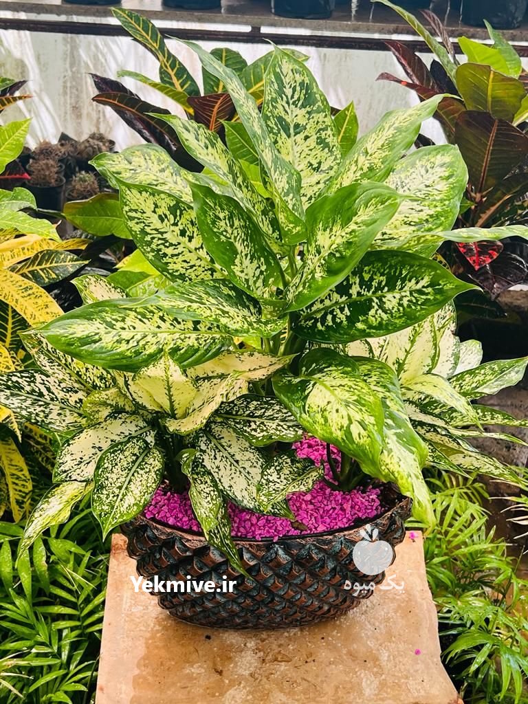 باغ گل بهشت تهران در گروه خرید فروش عمده انواع گل - پروش قاشقی موسی ساکولنت بن سای در یکمیوه -عکس4