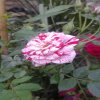 userpic