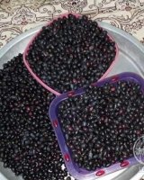 آگهی مشابه فروش زیتون سیاه تازه در گروه زیتون در یکمیوه