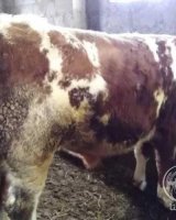 آگهی مشابه فروش گوساله نرسمیتال در گروه دام سنگین در یکمیوه