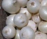 آگهی مشابه خرید و فروش انواع پیاز برای مصارف داخلی و صادراتی در گروه پیاز در یکمیوه