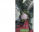 آگهی مشابه گل کلم صاداتی درجه یک در گروه کلم در یکمیوه