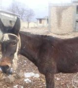 آگهی مشابه فروش یک راس قاطر خوب در گروه اسب و الاغ و قاطر در یکمیوه