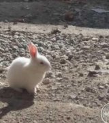 آگهی مشابه بچه خرگوش در گروه حیوانات خانگی در یکمیوه