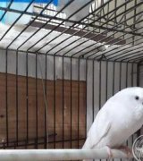 آگهی مشابه مرغ عشق آلبینو در گروه پرنده های زینتی در یکمیوه
