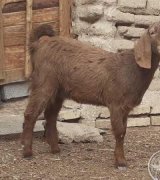 آگهی مشابه فروش کهره ماده دورگ پاکستانی در گروه گاو و گوسفند و میش و بز کهره گوساله سمینتال در یکمیوه