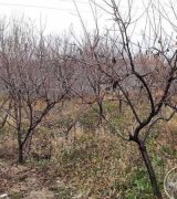 آگهی مشابه 400 متر با درختان15 ساله در گروه باغ در یکمیوه