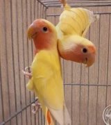 آگهی مشابه طوطی جفت مولد کوتوله برزیلی طلایی در گروه پرنده های زینتی در یکمیوه