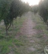 آگهی مشابه فروش باغ درمرند در گروه باغ در یکمیوه