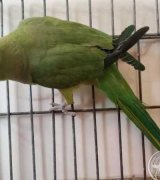آگهی مشابه طوطی ملنگو طوطی عروس جوان5عددقناری در گروه پرنده های زینتی در یکمیوه
