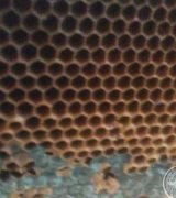 آگهی مشابه عسل وحشی و کوهی تضمینی در گروه عسل و فرآورده ی مربا در یکمیوه