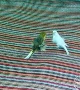 آگهی مشابه .یک جفت قناری نرماده در گروه پرنده های زینتی در یکمیوه