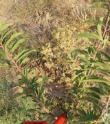 آگهی مشابه فروش باغ بادام در گروه باغ در یکمیوه