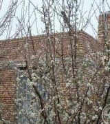 آگهی مشابه باغ فروشی در گروه باغ در یکمیوه