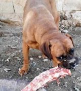 آگهی مشابه سگ باکسر نژاد بول مستی در گروه سگ و گربه در یکمیوه