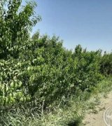 آگهی مشابه فروش باغ باغچه در گروه باغ و باغچه در یکمیوه