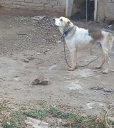 آگهی مشابه فروش سگ افغان در گروه سگ و گربه در یکمیوه